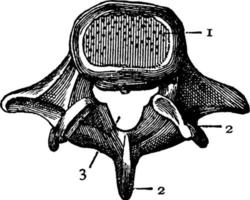 vertebra, Vintage ▾ illustrazione. vettore