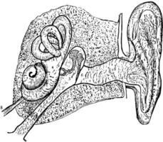 sinistra orecchio, Vintage ▾ illustrazione. vettore