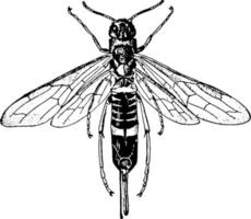icneumone vespa, Vintage ▾ illustrazione. vettore