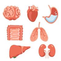 umano organi polmoni, reni, cuore, stomaco, cervello, fegato. vettore illustrazione