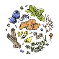 vettore impostato di lineare illustrazioni con spezie e erbe aromatiche, basilico, prezzemolo, coriandolo, rosmarino, cannella, chili, Pepe, timo, Curcuma, nero Pepe, Zenzero, origano, cumino