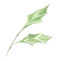 acquerello illustrazione di agrifoglio pianta. per Natale o nuovo anno decorazione. isolato. disegnato a mano. elce aquifolium ramo vettore