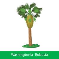 Washingtonia robusta cartone animato albero vettore