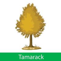 tamarack cartone animato albero vettore