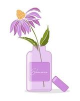 echinacea purpurea pianta. echinacea fiori con bottiglia . estratto, supplemento, crema, naturale olio. collezione di medicinale erbe aromatiche. vettore