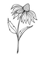 echinacea fiore mano disegnato scarabocchio nero schema contorno. vettore