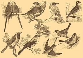 Pose Nightingale Piccoli disegni di uccelli vettore