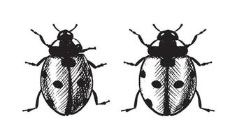 vettore mano disegnato icona. coccinella. isolato su bianca sfondo.