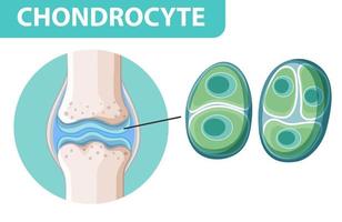 poster informativo di condrociti vettore