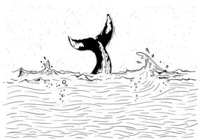 Illustrazione vettoriale di balena gratis