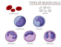 tipo di cellule del sangue infografica vettore