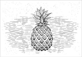 Illustrazione di ananas di vettore disegnato a mano libera