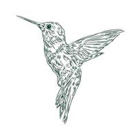 colibri uccello vettore illustrazione nel mano disegnato stile, Perfetto per t camicia design e logo