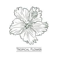 tropicale fiore vettore illustrazione design nel handrawn stile, Perfetto per marca Prodotto logo, walldecor e t camicia design