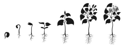 fagiolo piantina crescita. fagiolo seme germinazione silhouette. pianta sviluppo Infografica vettore