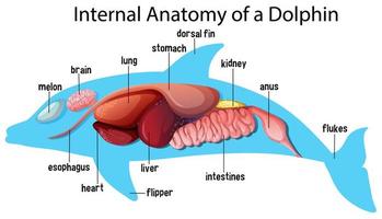 anatomia interna di un delfino vettore