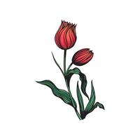 mano disegnato tulipano fiore illustrazione vettore