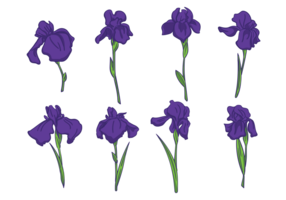 Vettori di fiori di Iris
