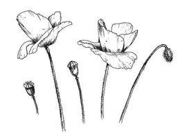 impostato di papavero fiori. mano disegnato vettore botanico illustrazione di fiori selvatici nel schema stile. monocromatico schizzo di selvaggio papaveri. Vintage ▾ floreale disegno per qualunque design su isolato sfondo