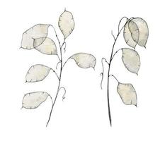 lunaria tenero secco fiori su un' bianca sfondo per erbario. botanico acquerello illustrazione per nozze inviti su isolato sfondo. lunare per manifesto. disegno nel beige e bianca colori. vettore