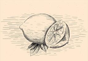 Illustrazione di limone di vettore disegnato a mano libera