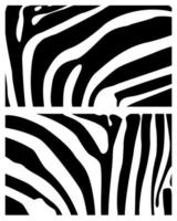 sfondo pelle zebra zebra zebra pelle struttura sfondo zebra vettore