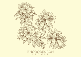 Vettori di fiori di rododendro disegnati a mano libera
