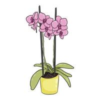 rosa fioritura orchidea con verde le foglie nel giallo pentola vettore