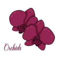 un' disegnato a mano impostato di phalaenopsis orchidea fiori. un orchidea nel un' pentola. un orchidea ramo nel un' donna di mano. vettore botanico illustrazione per design.