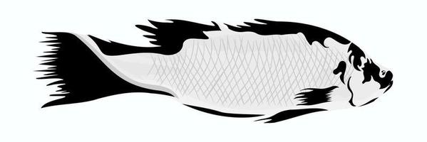 pesce barramundi isolato su sfondo bianco vettore