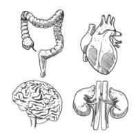 impostato di schizzo e mano disegnato umano organo cervello rene intestino e cuore vettore