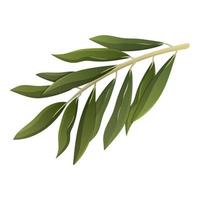 ramo con le foglie isolato su bianca. oliva albero. vettore illustrazione