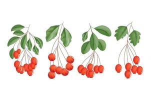 colorato rosso frutti di bosco con le foglie e rami acquerello clipart impostare, acquerello rosso bacca illustrazione per nuovo anno, saluto carte, inviti o calendari vettore