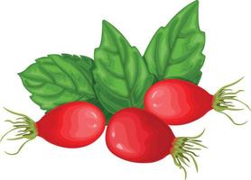 rosa canina. un Immagine di un' rosa canina con verde le foglie. maturo rosa canina. medicinale pianta. vettore illustrazione isolato su un' bianca sfondo