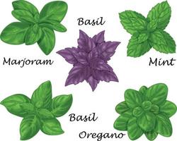 speziato erbe aromatiche. un' impostato di speziato erbe aromatiche come come basilico, Maggiorana, menta e origano. collezione di erbe aromatiche per stagionatura. medicinale erbe aromatiche. vettore illustrazione