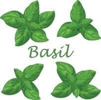 basilico. verde basilico le foglie. un' fragrante pianta per stagionatura. vettore illustrazione isolato su un' bianca sfondo