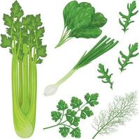 speziato erbe aromatiche a partire dal il giardino. un' impostato di medicinale erbe aromatiche come come prezzemolo, spinaci, aneto, rucola e anche verdure cipolla e sedano. collezione di verdure e erbe aromatiche. vettore