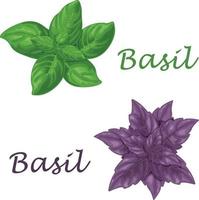 basilico. verde e viola basilico le foglie. un' fragrante erba per stagionatura. vettore illustrazione isolato su un' bianca sfondo