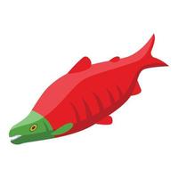 alaska rosso pesce icona isometrico vettore. artico natura vettore