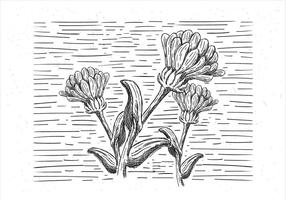 Illustrazione disegnata a mano libera dei fiori di vettore