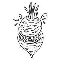 barbabietola scarabocchio icona. mano disegnato nero schizzo. vettore illustrazione.