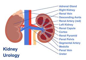 Urologia Poster vettoriale