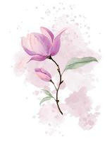 rosa magnolia fiore su delicato astratto macchiare. fioritura pianta con verde le foglie. acquerello botanico mano disegnato illustrazione su isolato sfondo per saluto carte o nozze inviti. vettore
