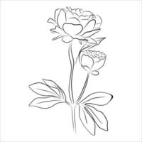 un illustrazione con un' peonia fiore isolato su un' bianca sfondo. vettore illustrazione. nero silhouette. realistico vettore illustrazione di un' peonia. disegnato a mano vettore illustrazione