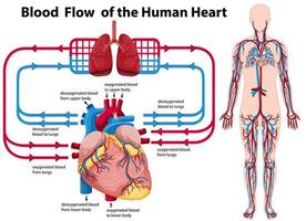 flusso sanguigno del cuore umano vettore