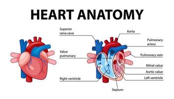 poster informativo del diagramma del cuore umano vettore