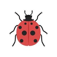 coccinella vettore. coccinella su bianca sfondo. sfondo. simbolo. vettore