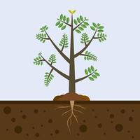 albero con radici nel suolo. pianta nel giardino natura. albero in crescita nel il terra agricolo . vettore