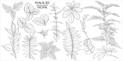 vettore illustrazione - floreale impostato le foglie e rami . mano fatto design elementi nel schizzo stile. Perfetto per inviti, saluto carte, tatuaggi, stampe.