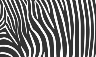 mano disegnato zebra Stampa modello sfondo vettore